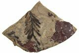 Fossil Leaf Plate - McAbee, BC #226112-1